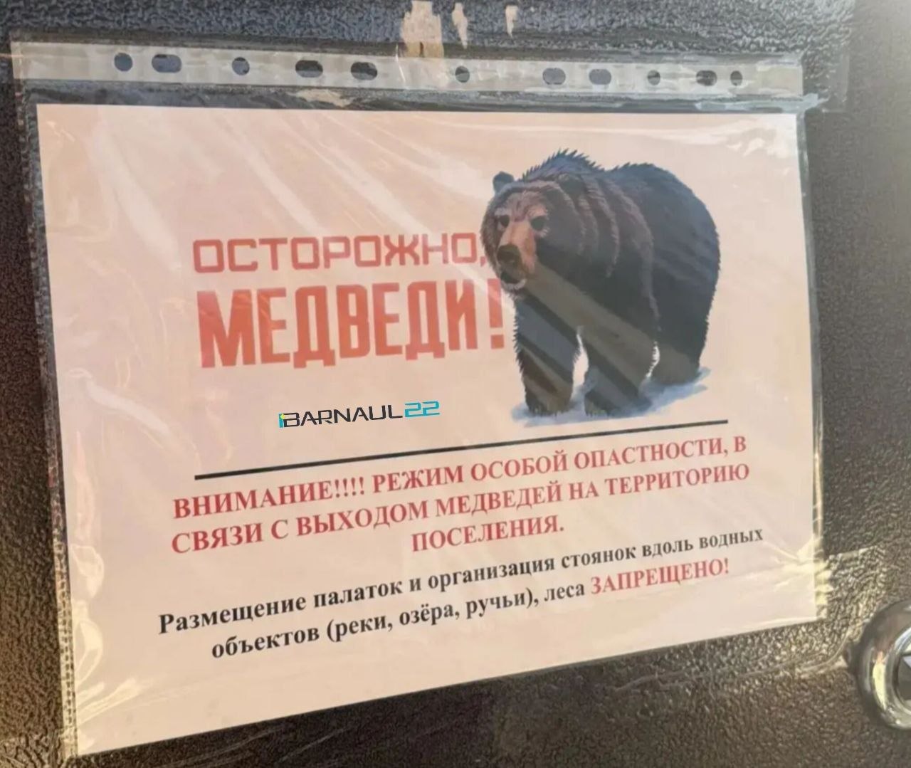 В Турочакском районе за двое суток ликвидировали 12 медведей после нападения на туристку