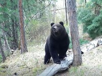 Алтайский заповедник полностью закрывает экомаршруты до конца сезона из-за агрессии медведей