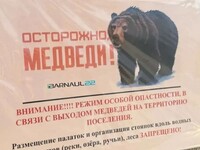В Ельцовском районе медведь напал на корову и телёнка — егерь застрелил хищника