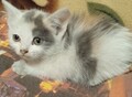 Фотография: Котята