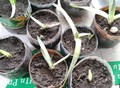 Фотография: лекарственное растение алое