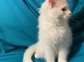 Фотография: Котята Мейн-кун