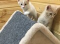 Фотография: Котята