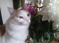 Фотография: Отдадим Кота Боню в добрые руки