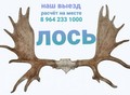 Фотография: Куплю рога диких животных олень 