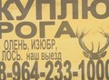 Фотография: Куплю рога олень лось марал