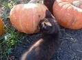 Фотография: Котята мальчики Сема и Эдиган