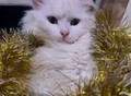 Фотография: Сытый Котик ПРИНЦ