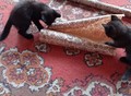 Фотография: Котята мальчики Сема и Эдиган