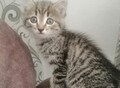Фотография: Отдам котенка