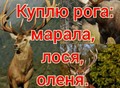 Фотография: Куплю рога диких животных олень 