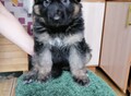 Фотография: Щенки немецкой овчарки
