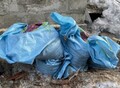 Фотография: Перепелиный помет