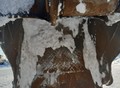 Фотография: Гусеничный экскаватор "SHANTUI" "SHANTUI"