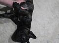 Фотография: Французский бульдог 