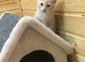 Фотография: Котята