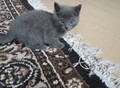 Фотография: Кошечка 1 месяц бесплатно