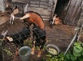 Фотография: Продам козлов.