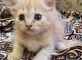 Фотография: Отдам котят