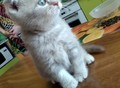 Фотография: Британские котята