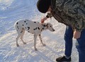 Фотография: Найден кобель далматин