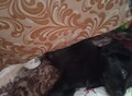 Фотография: Отдам щенка спаниэль 