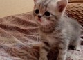 Фотография: Шотландские котята 
