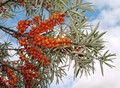 Фотография: Куплю облепиху