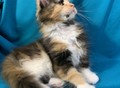 Фотография: Котята Мейн-кун