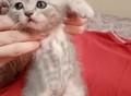 Фотография: Шотландские котята 