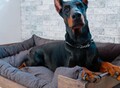 Фотография: Лежанка для собак крупных пород