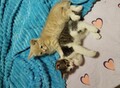 Фотография: Котята отдам. 
