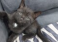 Фотография: Отдам котят
