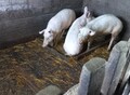 Фотография: 6 месячные поросята