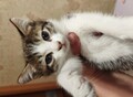 Фотография: Котята отдам. 