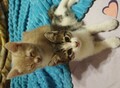 Фотография: Котята отдам. 