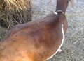 Фотография: Продам козу