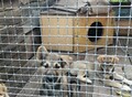 Фотография: Щенки помесь с лайкой