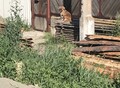 Фотография: Найдена собака 