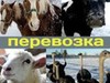 Фотография: Перевозка КРС скота других домашних животных