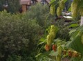 Фотография: Белокуриха, Продается 2-комнатная квартира рядом