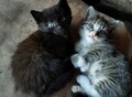 Фотография: Котята