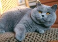 Фотография: кот