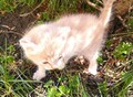 Фотография: котята в добрые руки