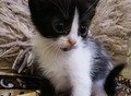 Фотография: Отдам котят