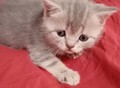 Фотография: Шотландские котята 