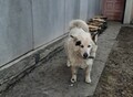 Фотография: Щенки