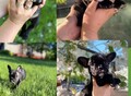 Фотография: Французский бульдог 