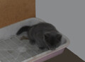 Фотография: Кошечка 1 месяц бесплатно