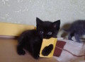 Фотография: Котята шотландские